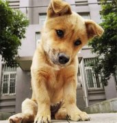 你眼中的土狗，它是我的家人！