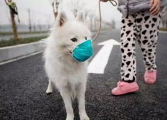 疫情下，如何保證寵物的安全？