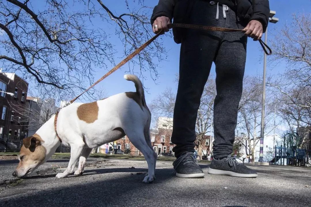 文明養犬知多少？切記做到“寵愛”有方~